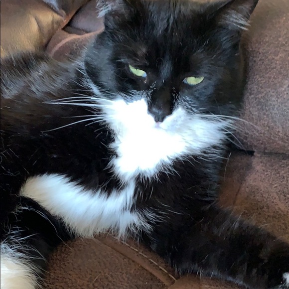 Meet your Posher, Nicole - Picture 1 of 1